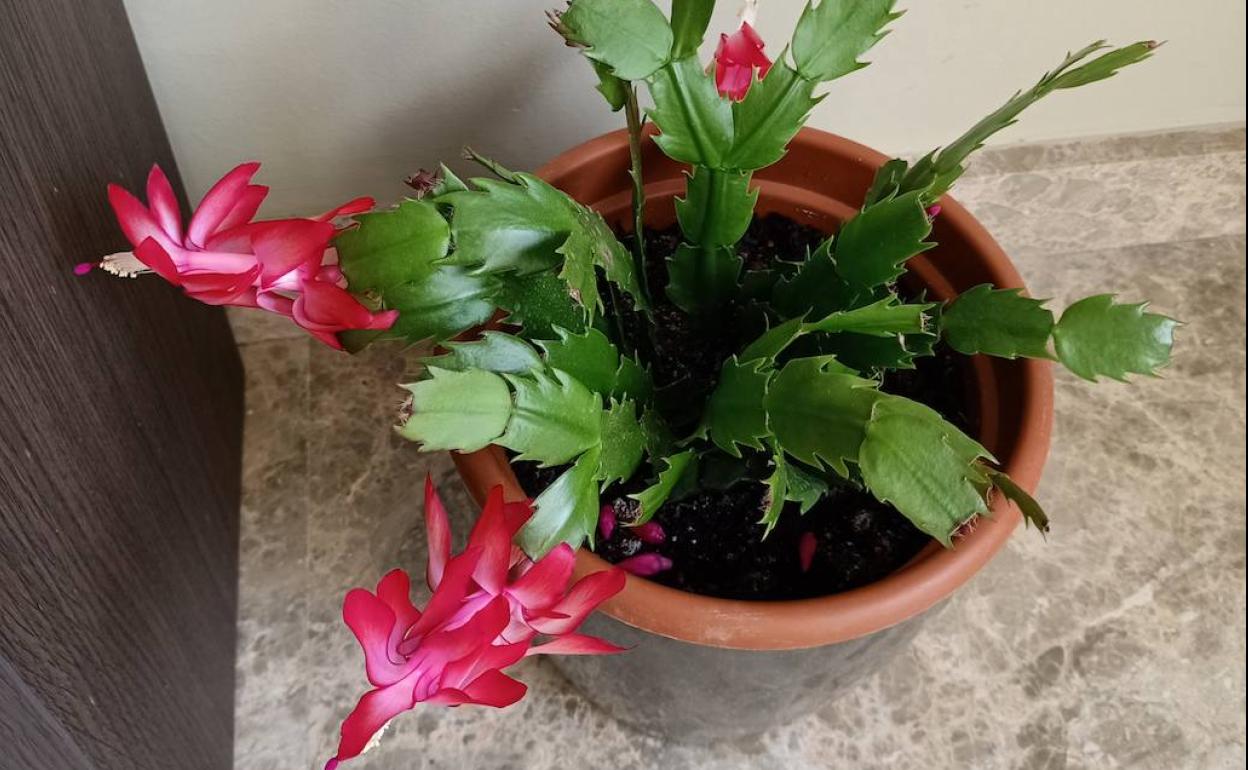 Cactus de Navidad o plumas de Santa Teresa: cuidados | Cactus de ...